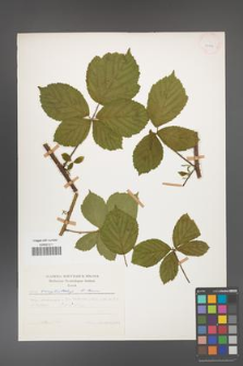 Rubus camptostachys [KOR 25850]