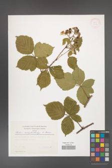 Rubus camptostachys [KOR 30511]