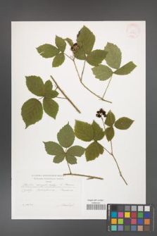 Rubus camptostachys [KOR 29601]