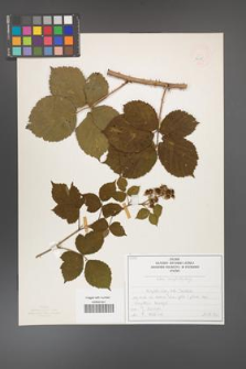 Rubus camptostachys [KOR 50095]