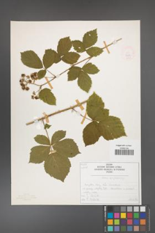 Rubus camptostachys [KOR 50087]