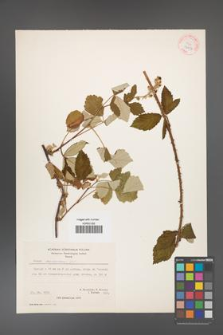 Rubus canescens [KOR 27059]