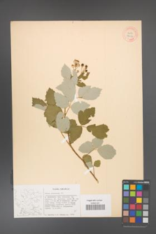Rubus canescens [KOR 27052]