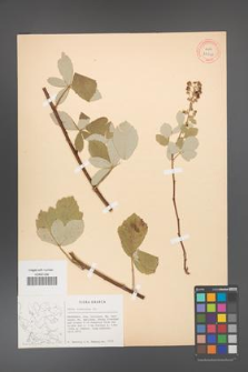 Rubus canescens [KOR 27048]