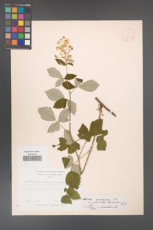 Rubus canescens [KOR 18519]