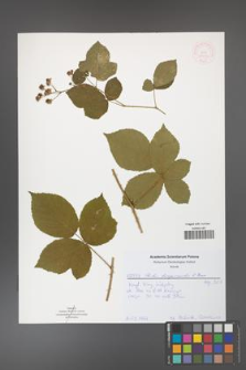 Rubus capitulatus [KOR 52047]