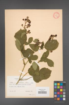 Rubus capitulatus [KOR 8756]
