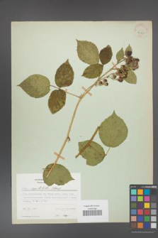 Rubus capitulatus [KOR 31147]