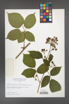 Rubus capricollensis [KOR 51610]