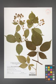 Rubus capricollensis [KOR 40689]