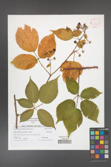 Rubus capricollensis [KOR 42116]