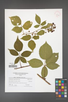 Rubus capricollensis [KOR 41612a]