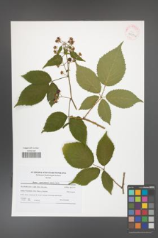 Rubus capricollensis [KOR 41611a]