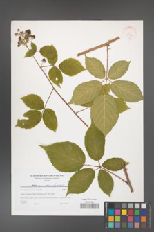 Rubus capricollensis [KOR 38963]