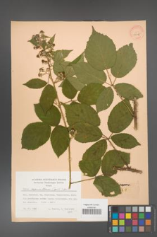 Rubus capricollensis [KOR 30185]