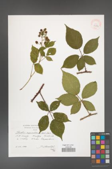 Rubus capricollensis [KOR 39883]