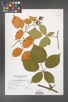 Rubus capricollensis [KOR 41087]