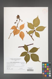 Rubus capricollensis [KOR 41234]