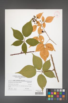 Rubus capricollensis [KOR 41520]