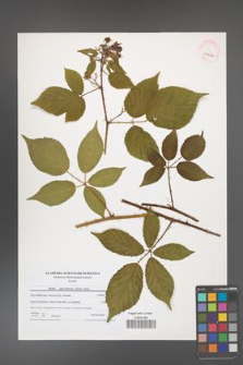 Rubus capricollensis [KOR 41036]