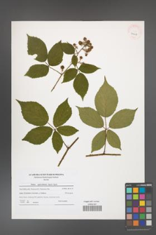 Rubus capricollensis [KOR 40608]