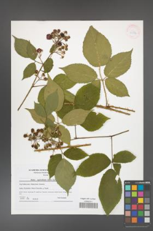 Rubus capricollensis [KOR 41586]