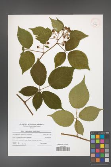 Rubus capricollensis [KOR 40615]