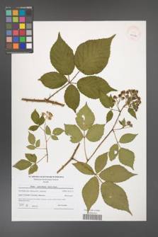 Rubus capricollensis [KOR 40614]