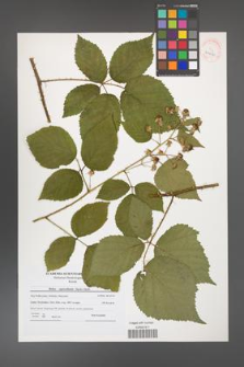 Rubus capricollensis [KOR 40690]