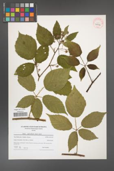 Rubus capricollensis [KOR 40706]