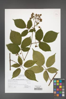 Rubus capricollensis [KOR 42732]