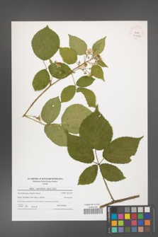 Rubus capricollensis [KOR 41116]