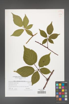 Rubus capricollensis [KOR 40782]