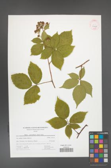 Rubus capricollensis [KOR 41468]