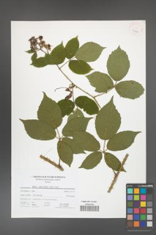 Rubus capricollensis [KOR 41324]