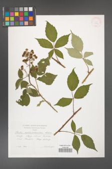 Rubus centrobohemicus [KOR 29542]
