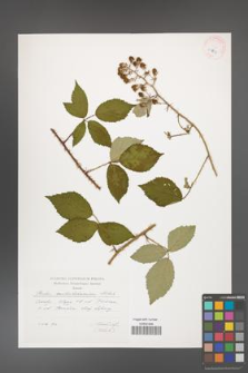 Rubus centrobohemicus [KOR 29537]