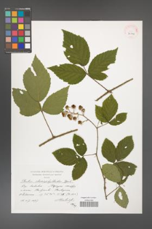 Rubus chaerophylloides [KOR 39091]