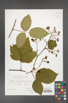 Rubus chaerophylloides [KOR 41443]