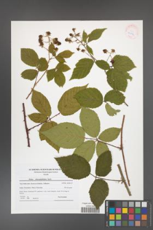 Rubus chaerophylloides [KOR 41856]