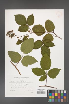 Rubus chaerophylloides [KOR 38270]