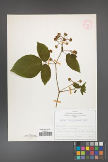 Rubus chaerophylloides [KOR 51920]