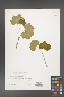 Rubus chamaemorus [KOR 39163]