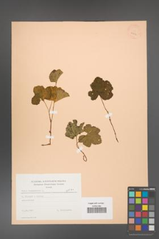 Rubus chamaemorus [KOR 23436]