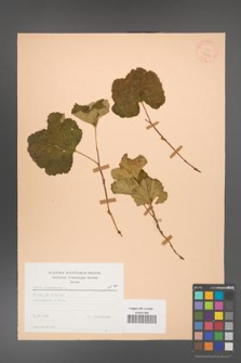 Rubus chamaemorus [KOR 23441]