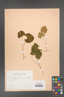 Rubus chamaemorus [KOR 23438]