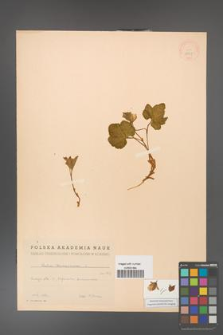 Rubus chamaemorus [KOR 18427]