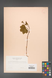 Rubus chamaemorus [KOR 18425]