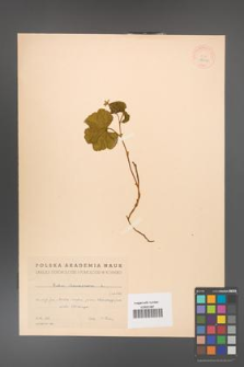 Rubus chamaemorus [KOR 18432]
