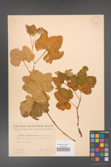Rubus chamaemorus [KOR 18428]